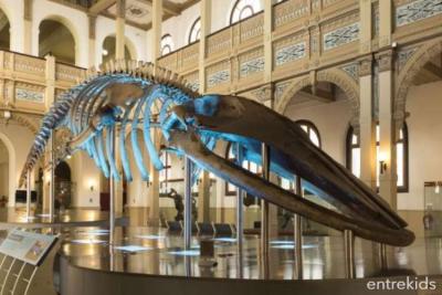 Museo Nacional de Historia Natural - Cultura