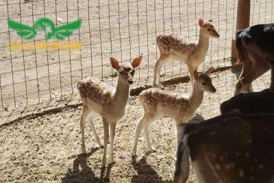 Granja Los Querubines: Naturaleza y Diversión Familiar - Naturaleza y vida silvestre